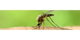 Kliešte a komáre sú otravné, ale aj nebezpečné!