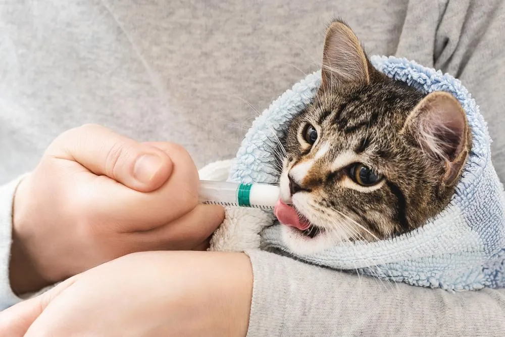 Endoparazity u mačiek - načo si treba dať pozor?