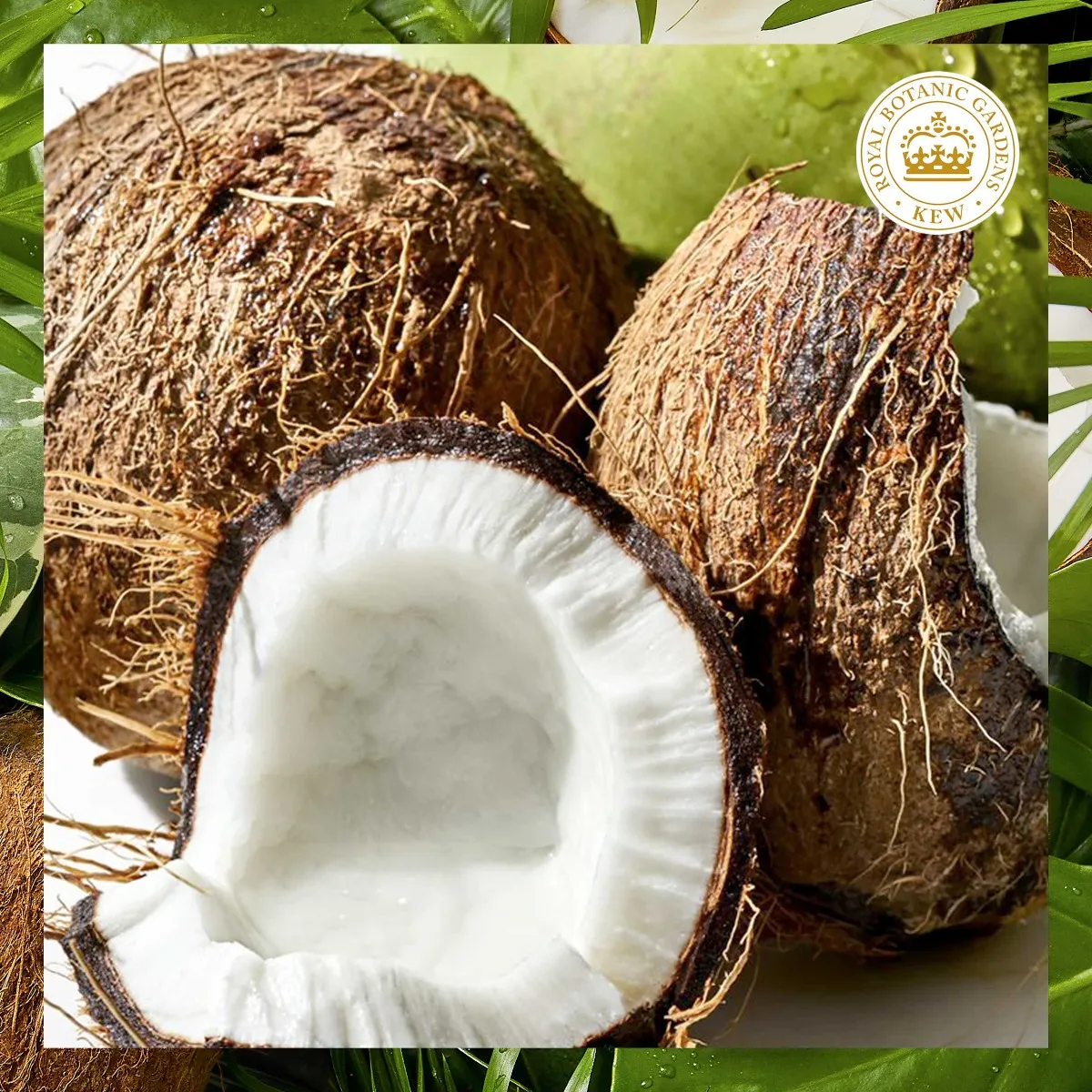 Herbal Essences Hydratačný Kondicionér Coconut Milk, Na Suché Vlasy 1×275ml, kondicionér na vlasy