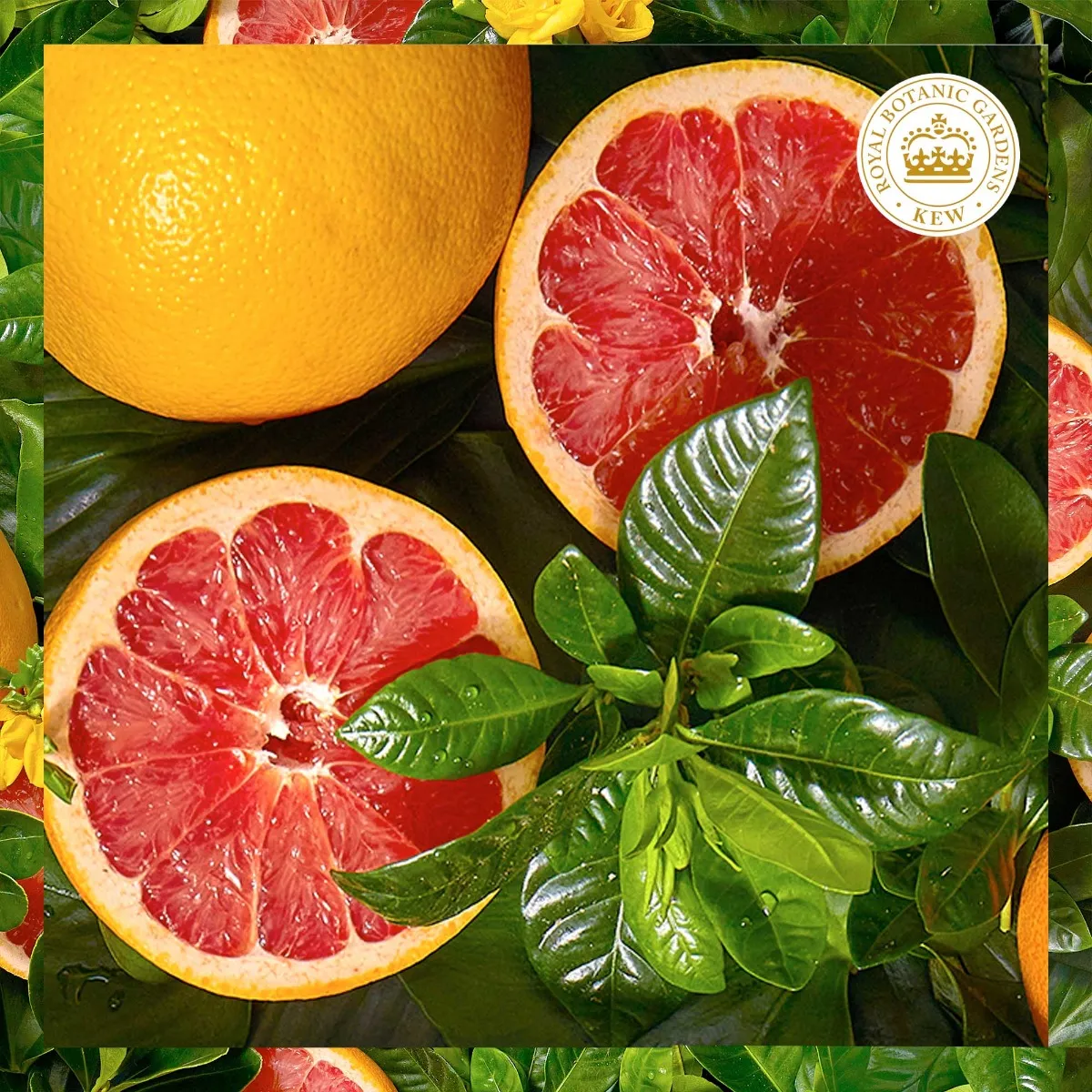 Herbal Essences Kondicionér White Grapefruit Na Dodanie Lesku Na Matné vlasy 1×275ml, kondicionér na vlasy