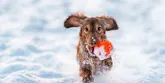 Ako sa starať o psa v zime a chladnom počasí? 