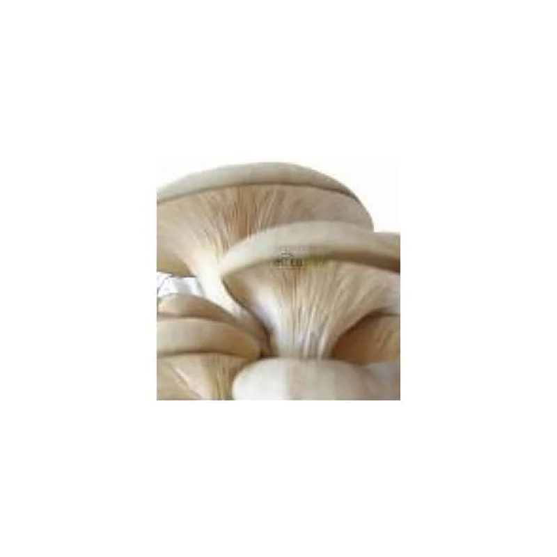 HLIVA Ustricová po 500 mg biomasy 90 tabl.