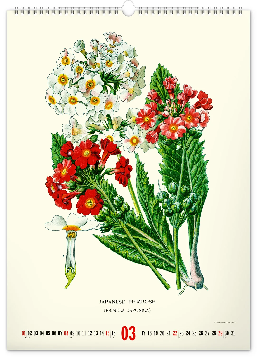 NOTIQUE Nástenný kalendár Vintage plagáty – herbár 2026, 33 × 46 cm
