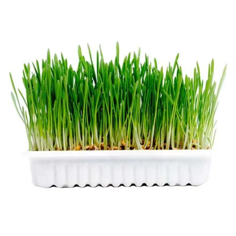 DUVO+ Sada na pestovanie čerstvej trávy pre hlodavce 70g