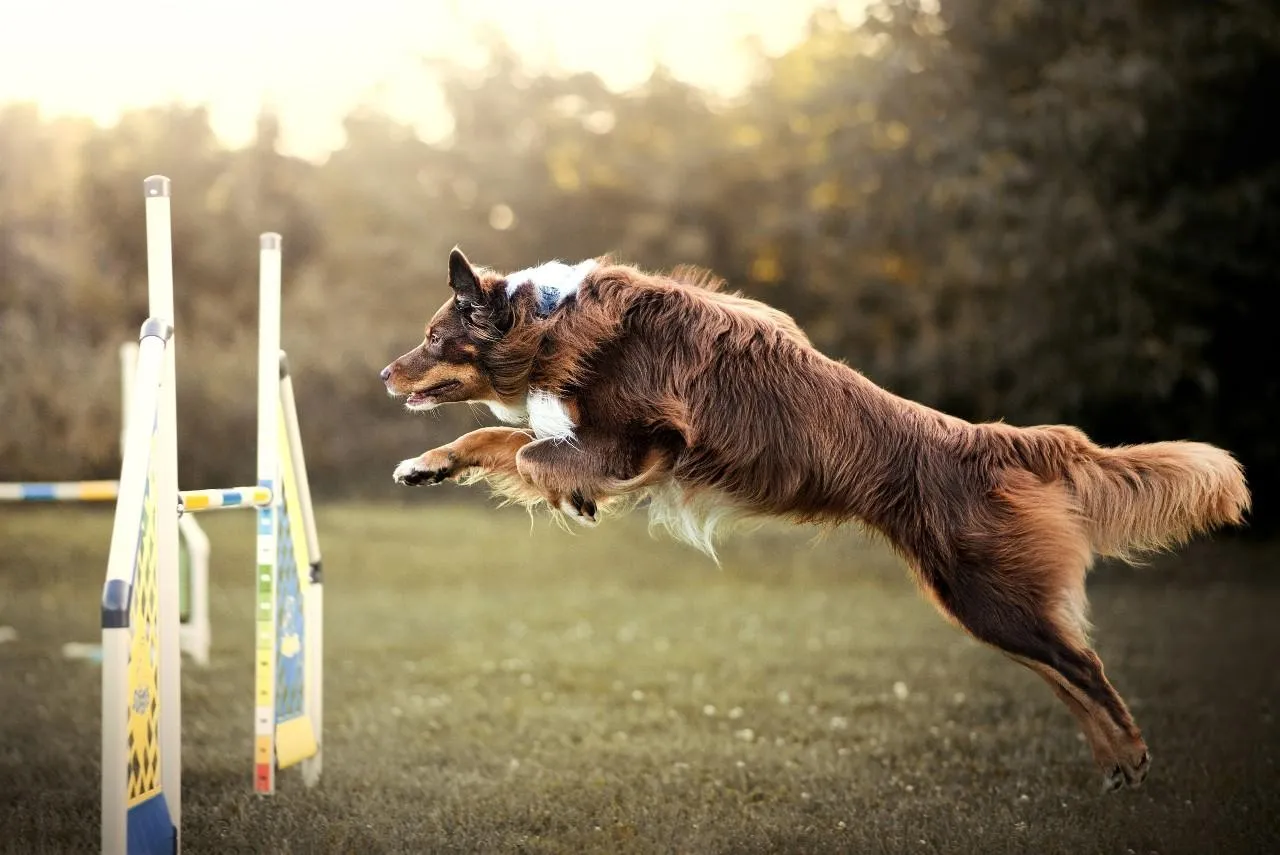 Lákajú vás psie športy? Objavte zábavu pre vás aj vášho psa