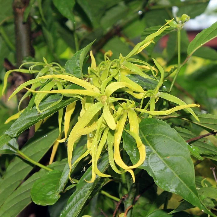 Alteya Organics Ylang - Ylang olej 1×10 ml, esenciálny olej