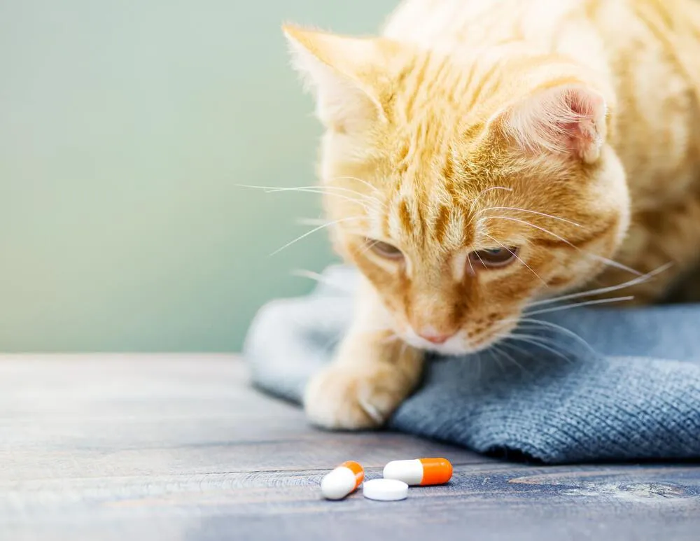 Potrebujete vašej mačke dopĺňať vitamíny?