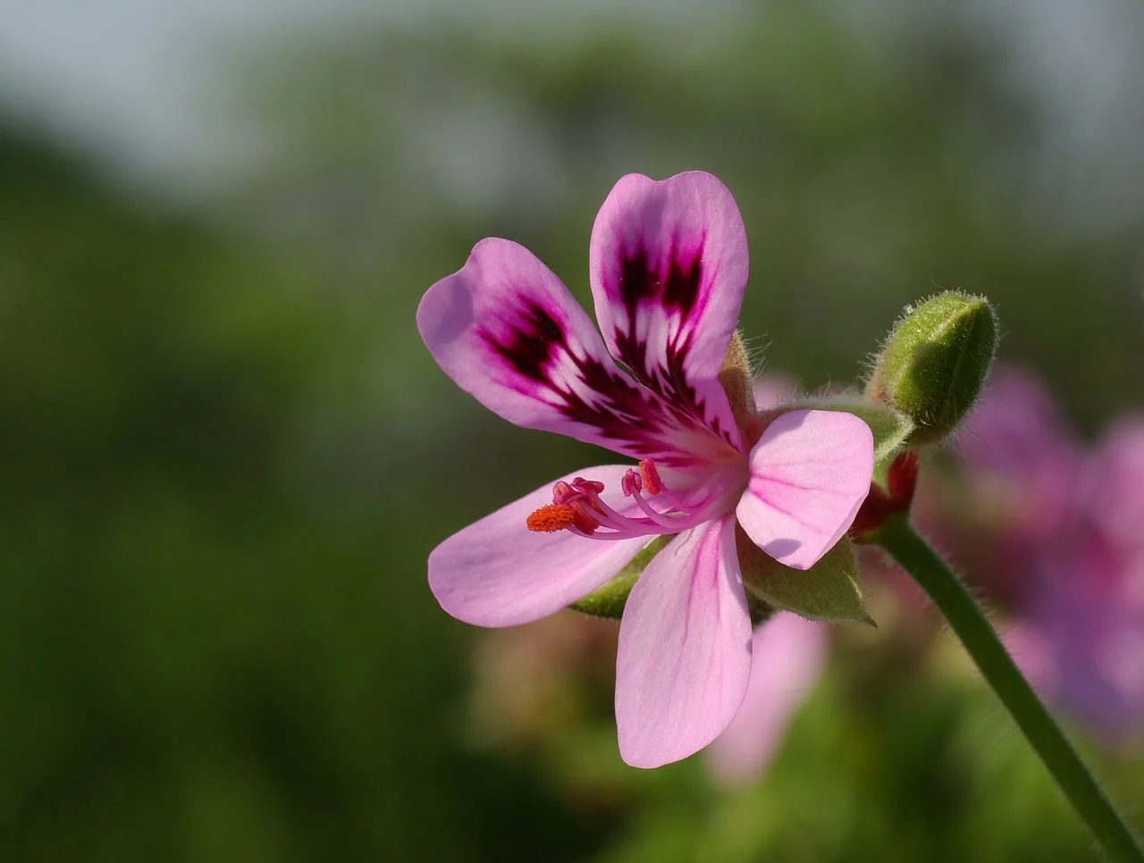 Telové sviečky PELARGÓNIA (set6)