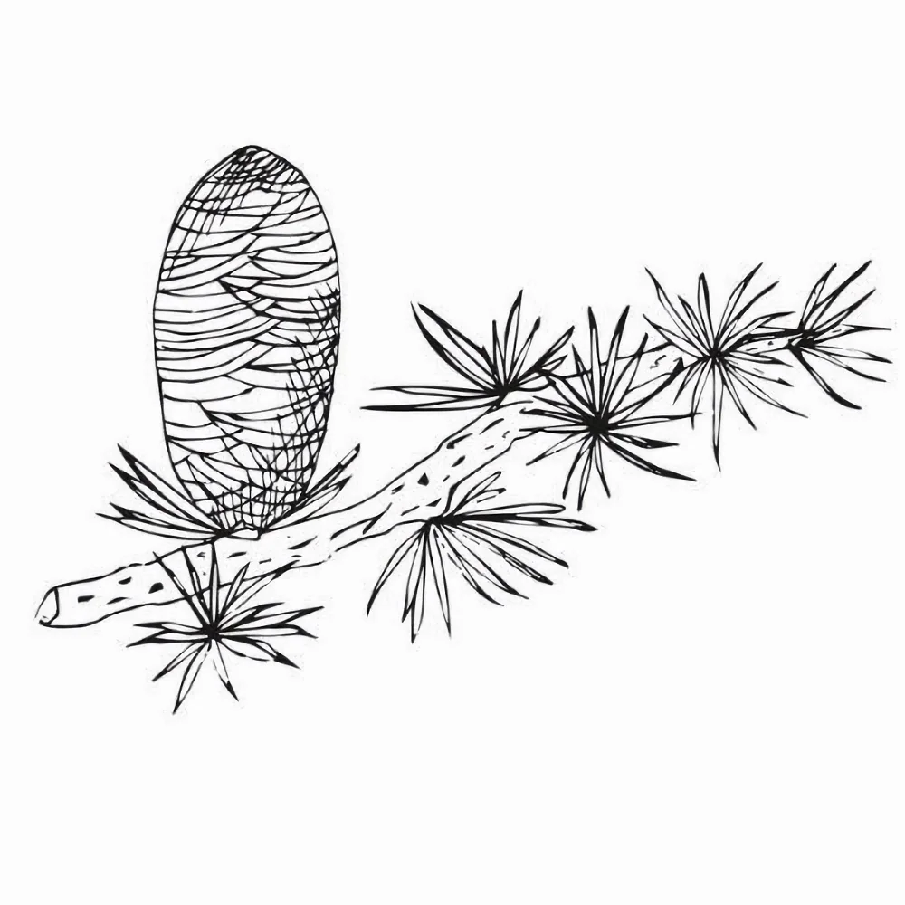 Cédrový olej 100% Alteya Organics 5 ml