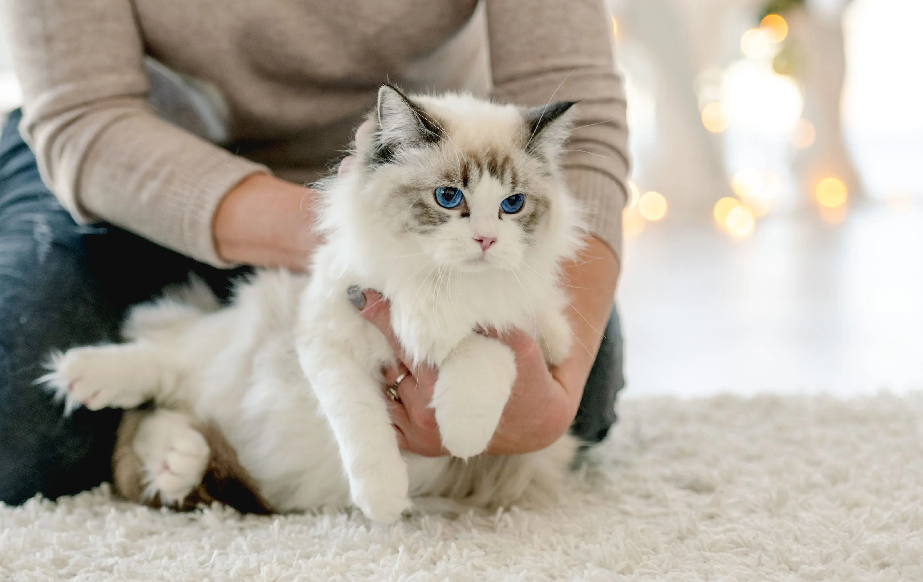 mačka ragdoll